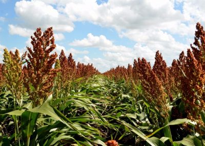 Sorgo